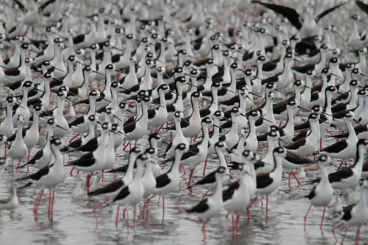 Black-necked Stilt - ML620774744