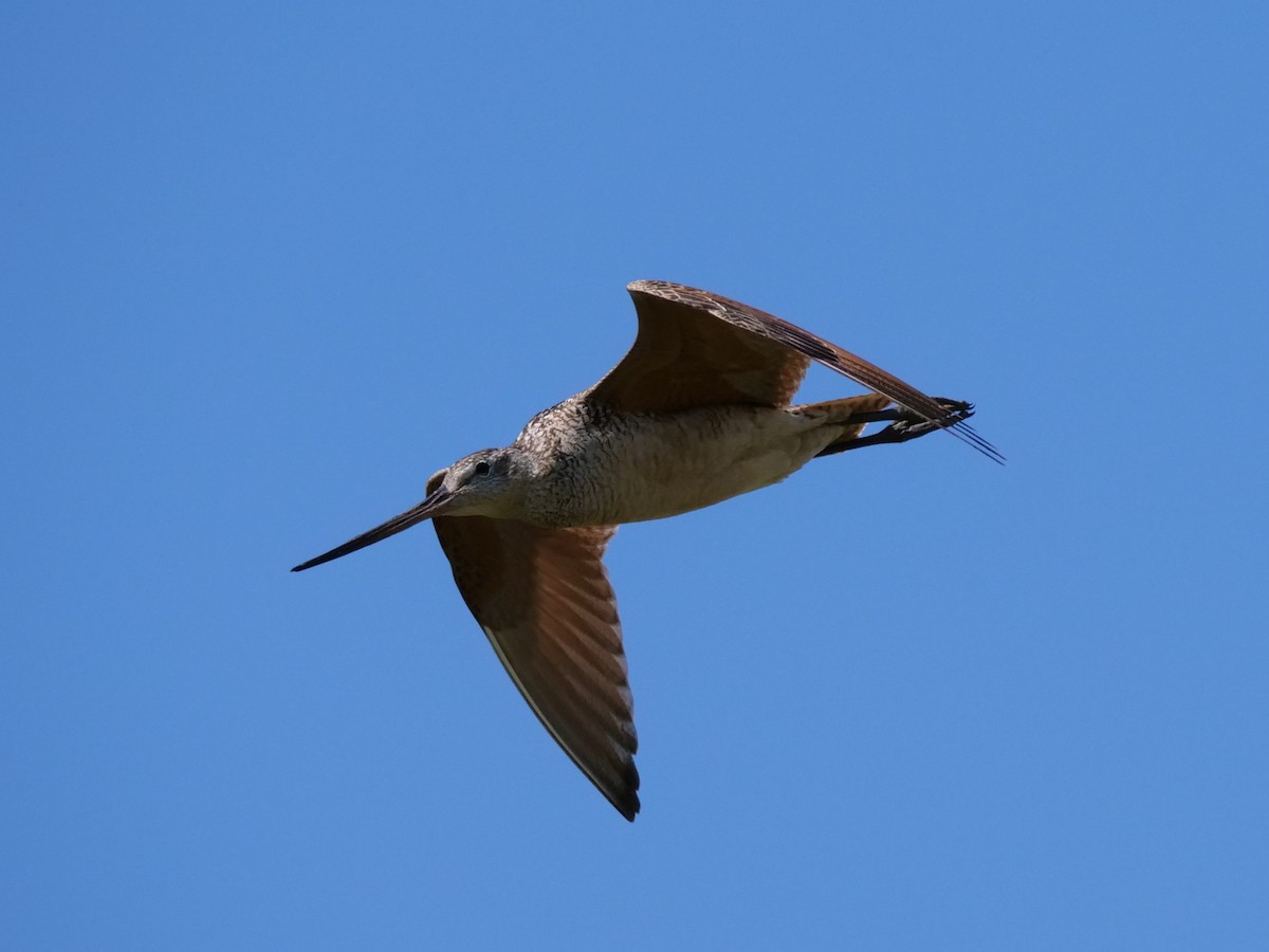 Marbled Godwit - ML620774745