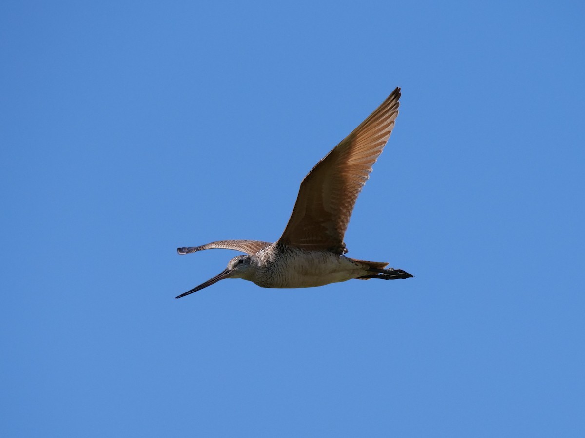 Marbled Godwit - william gray