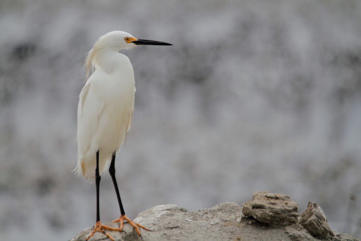 Snowy Egret - ML620774747