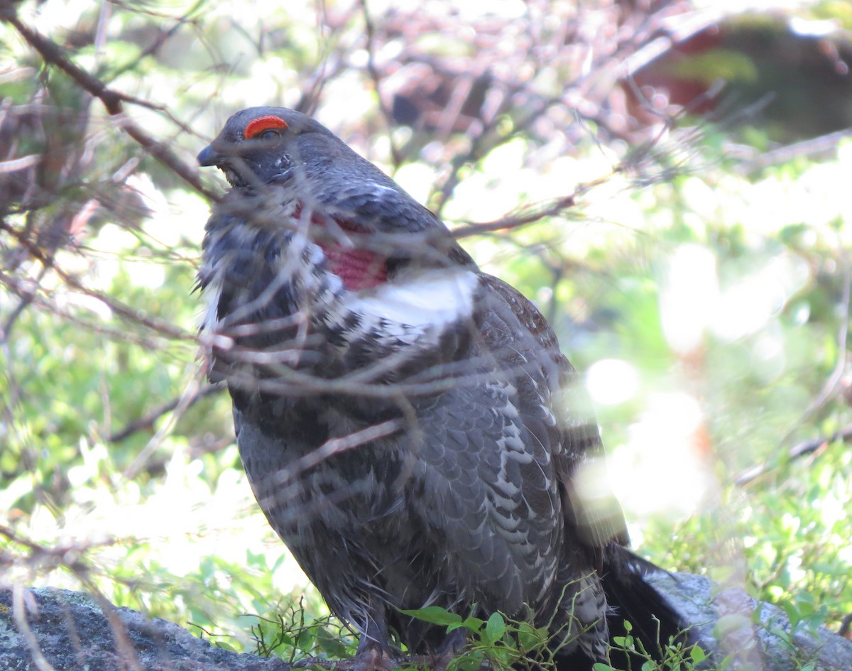 Dusky Grouse - ML620774748