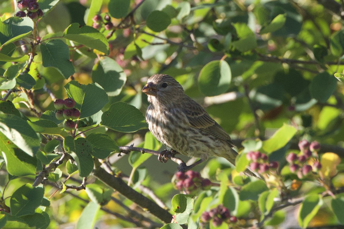 House Finch - ML620774749