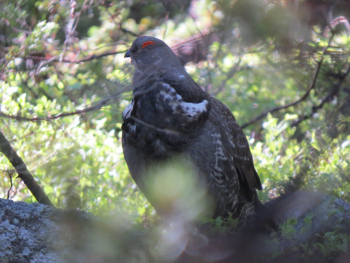 Dusky Grouse - ML620774754