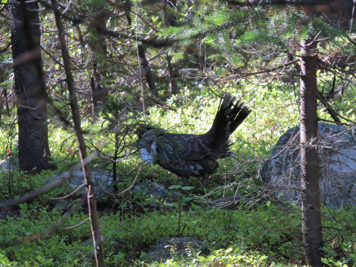 Dusky Grouse - ML620774755