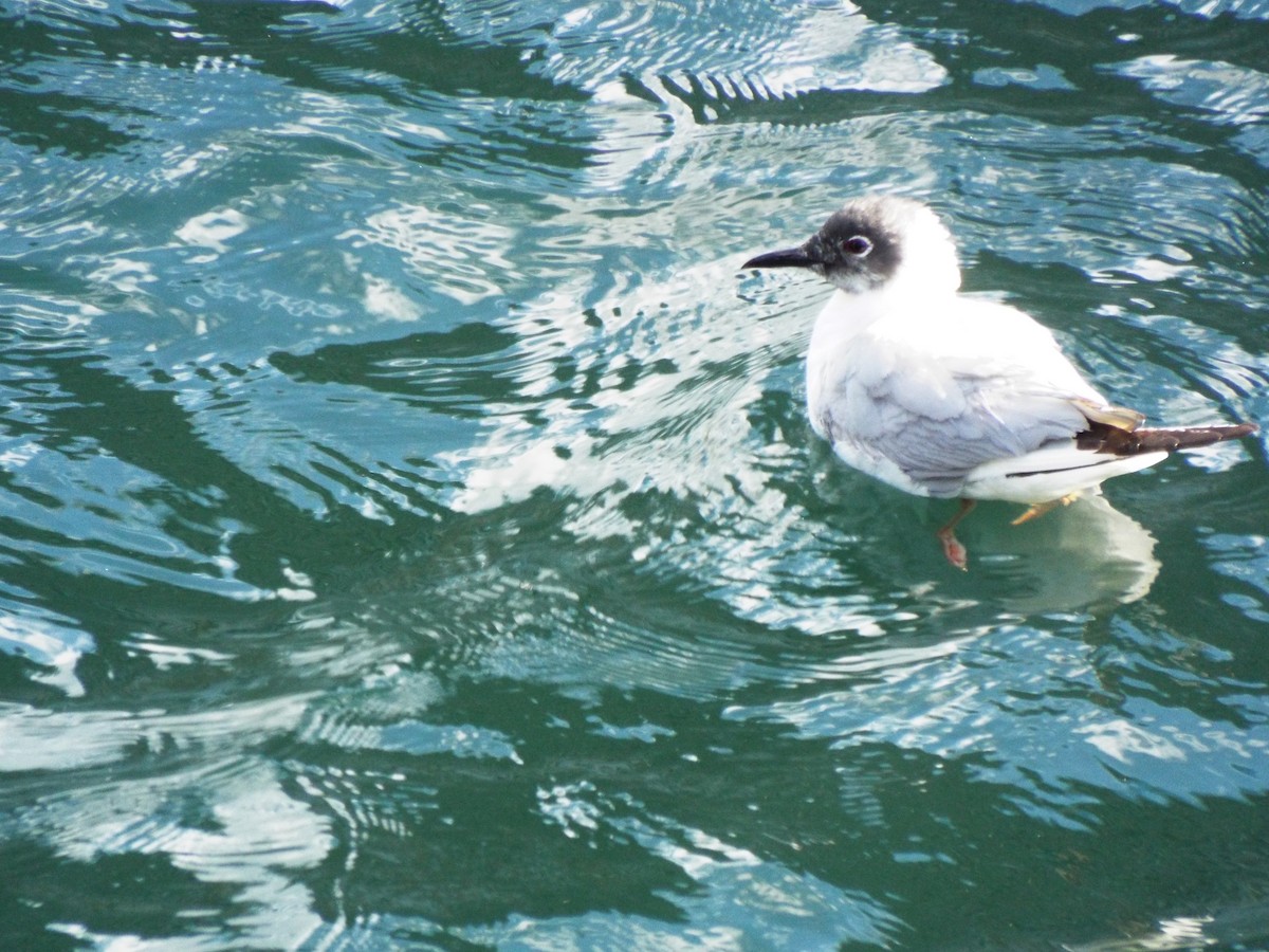 Bonaparte's Gull - ML620774758