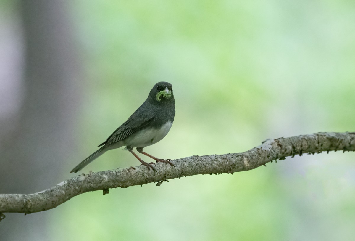 Junco Ojioscuro - ML620774762