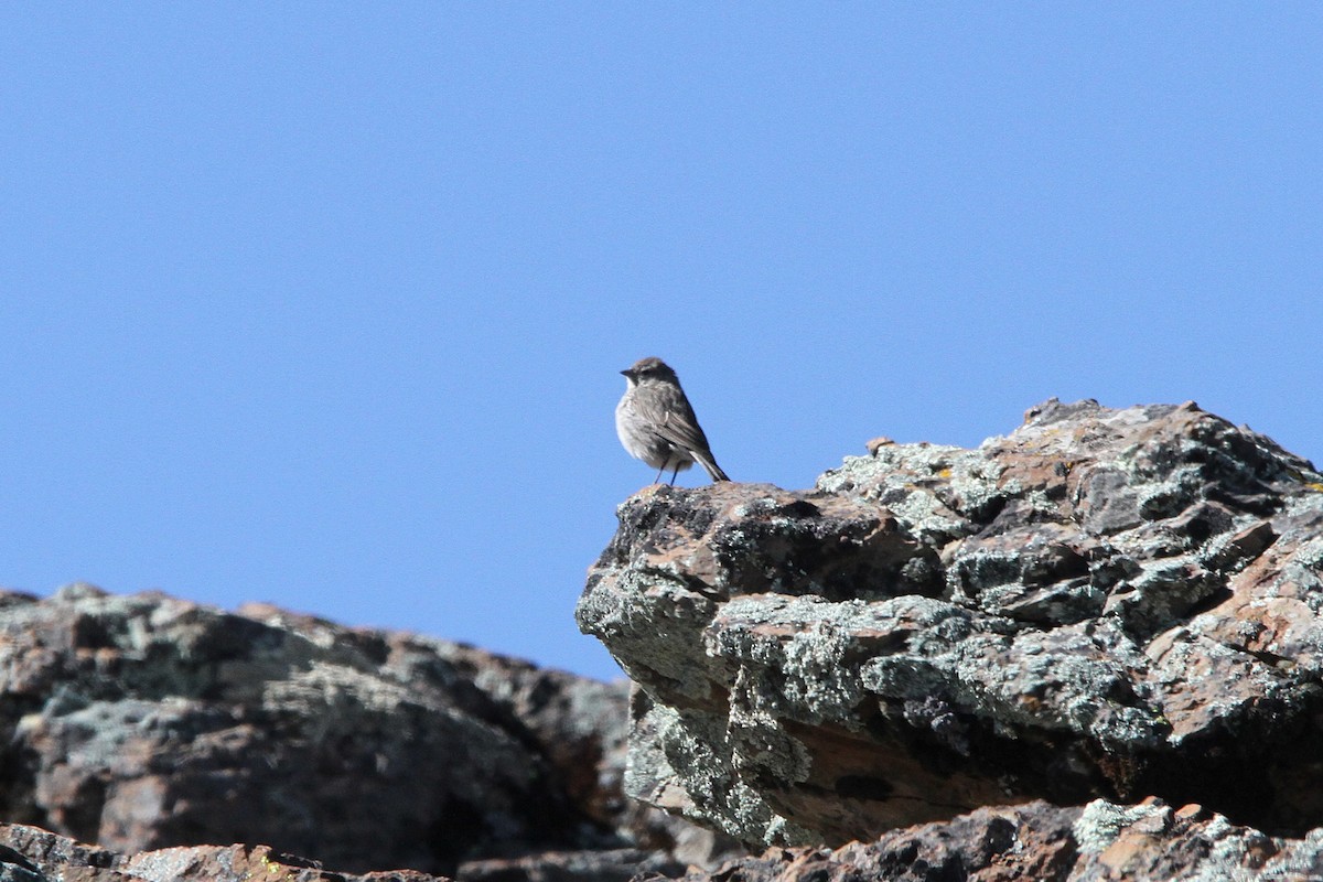 Ash-breasted Sierra Finch - ML620774770