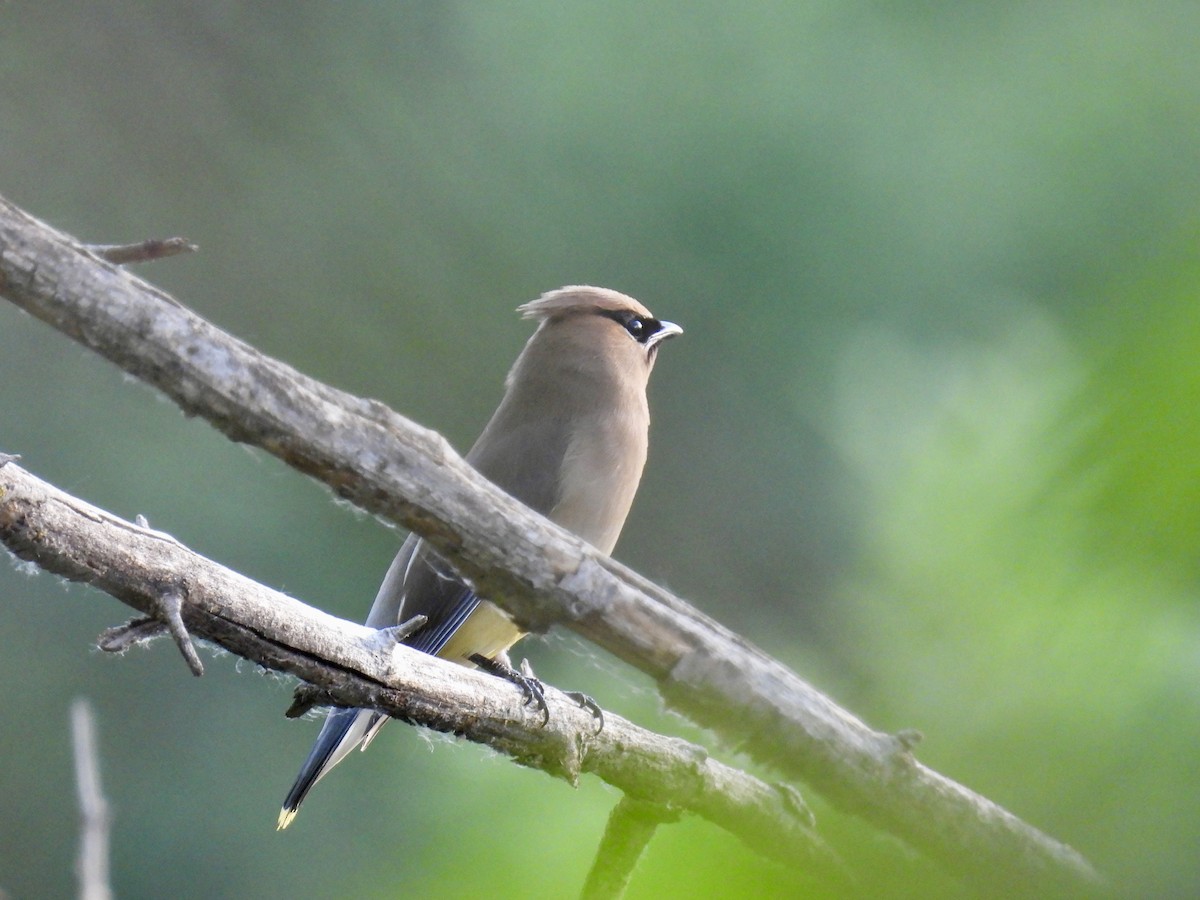 Cedar Waxwing - ML620774771