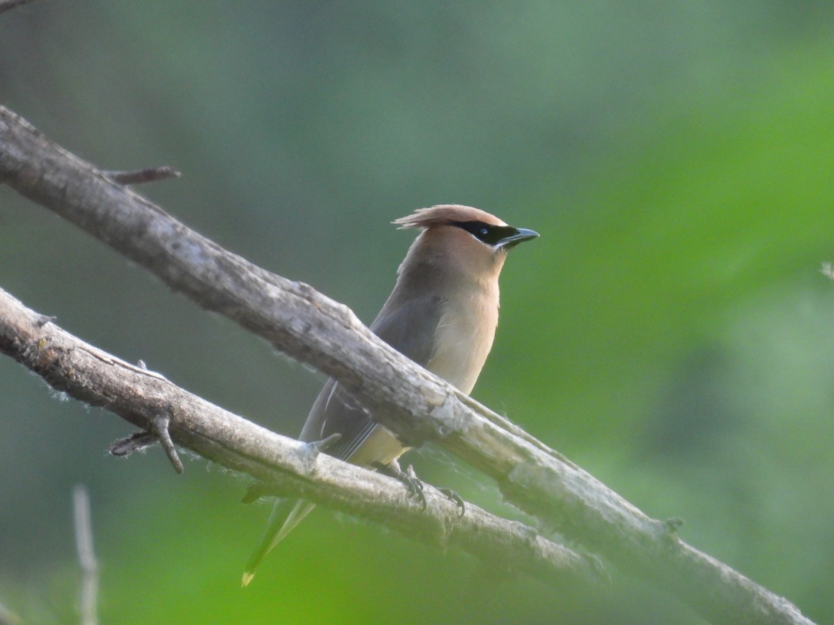 Cedar Waxwing - ML620774772