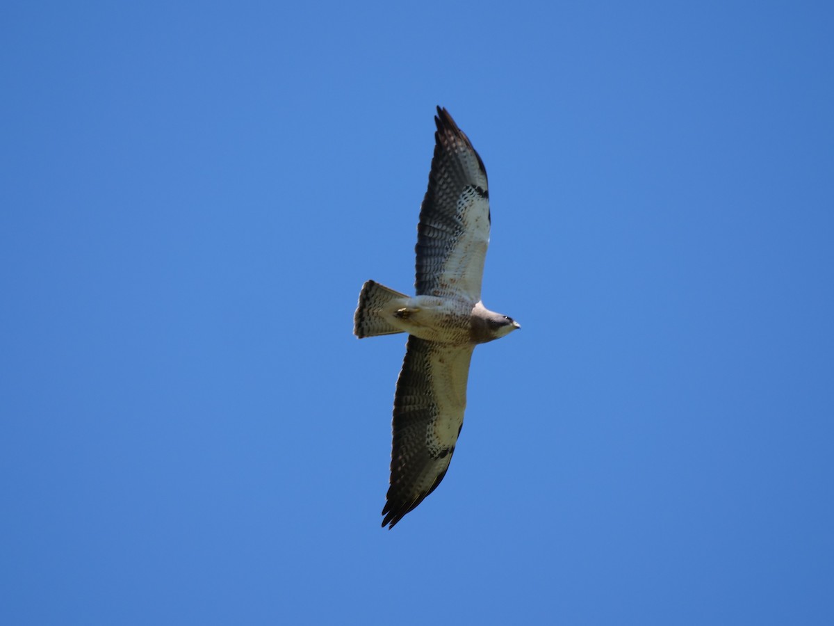 Swainson's Hawk - ML620774773