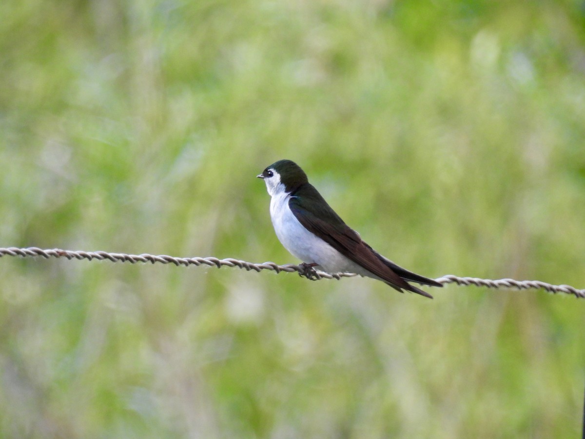 Violet-green Swallow - ML620774774