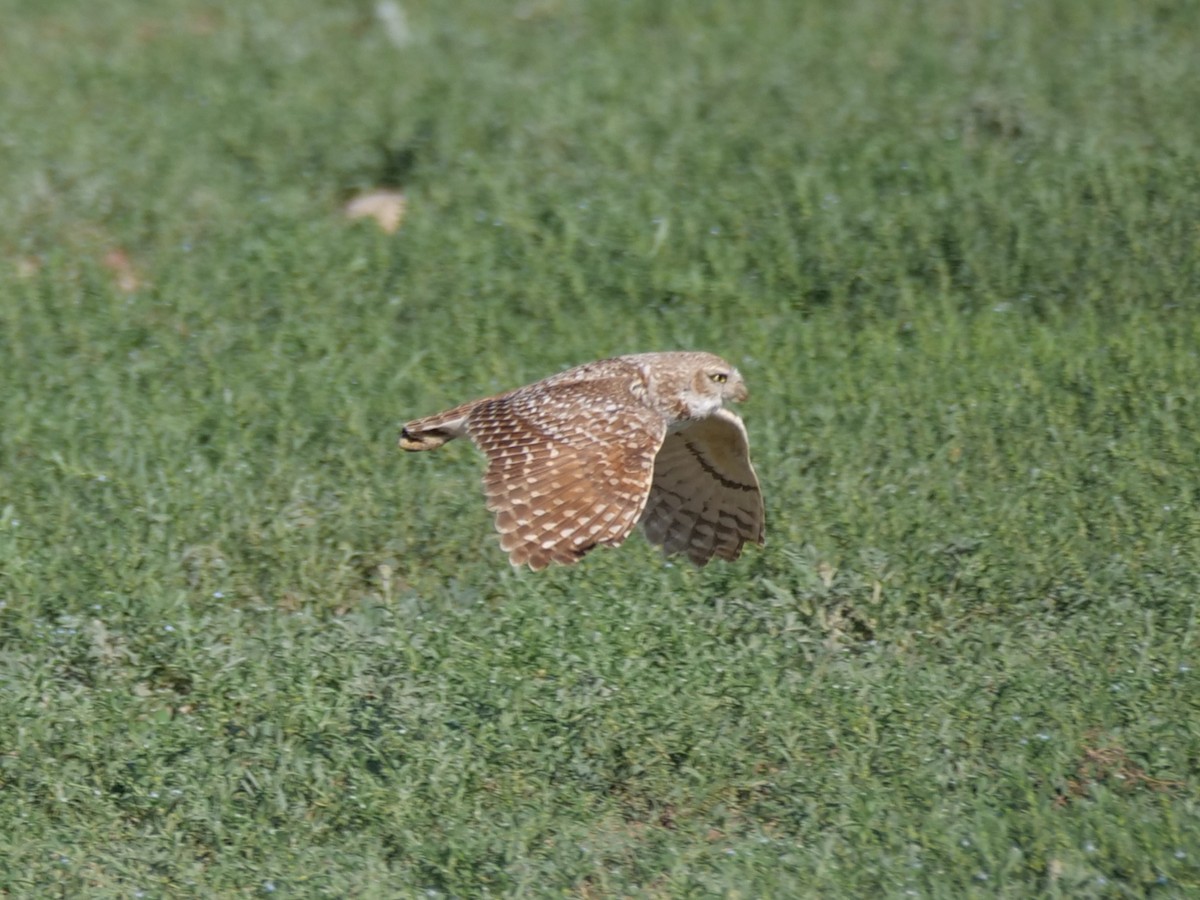 Burrowing Owl - ML620774776