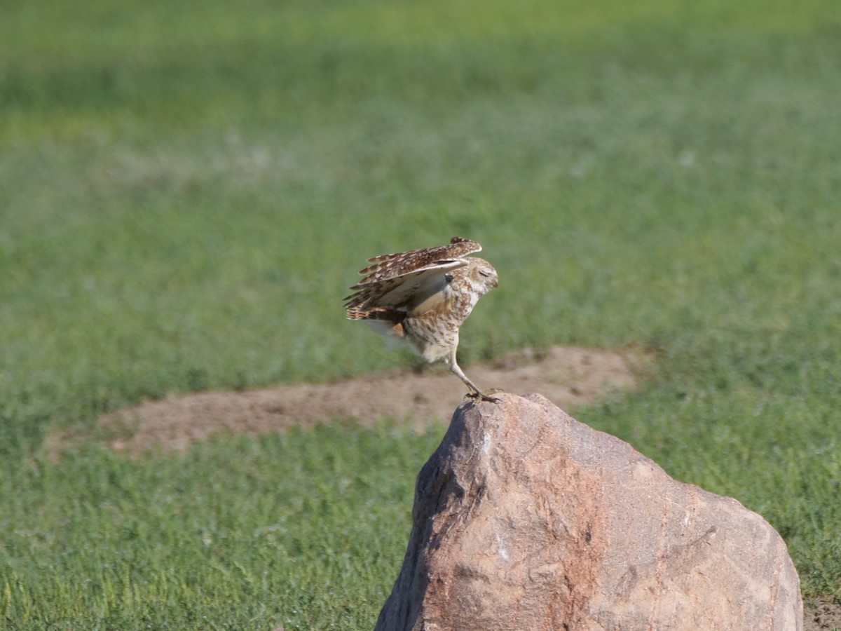 Burrowing Owl - ML620774778