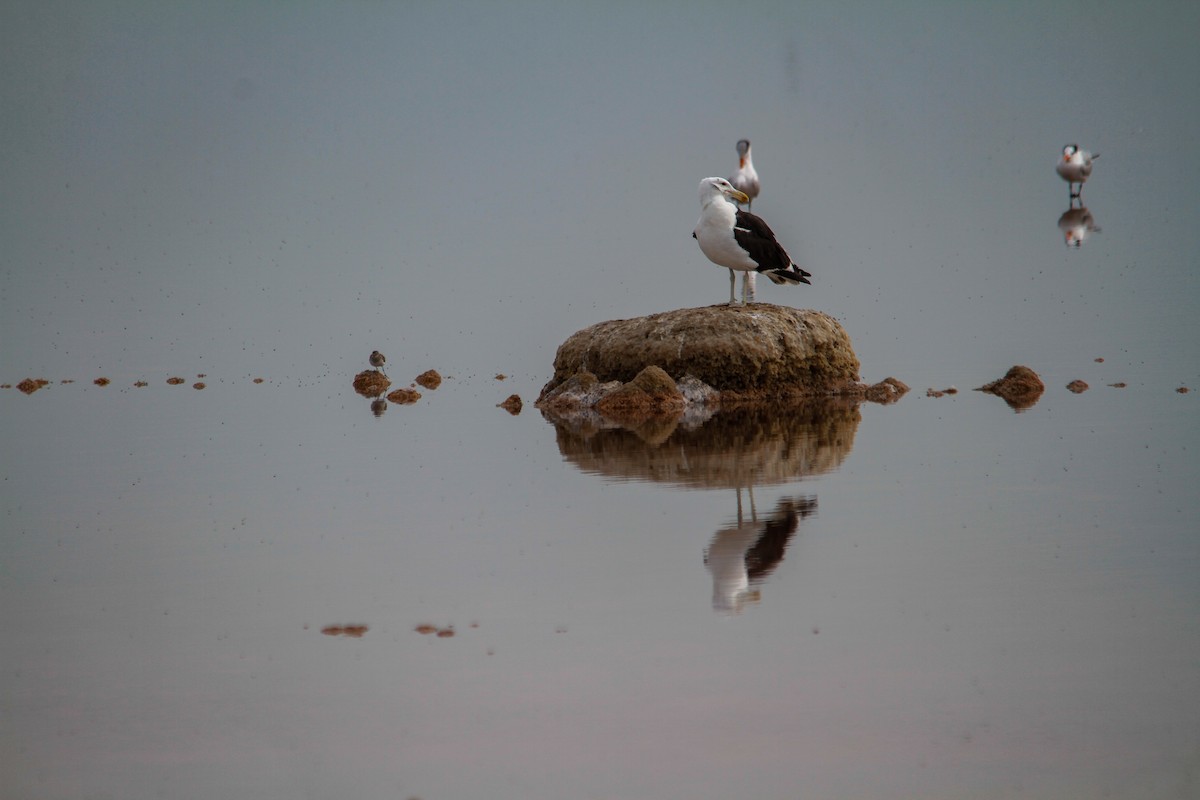 Kelp Gull - ML620774779