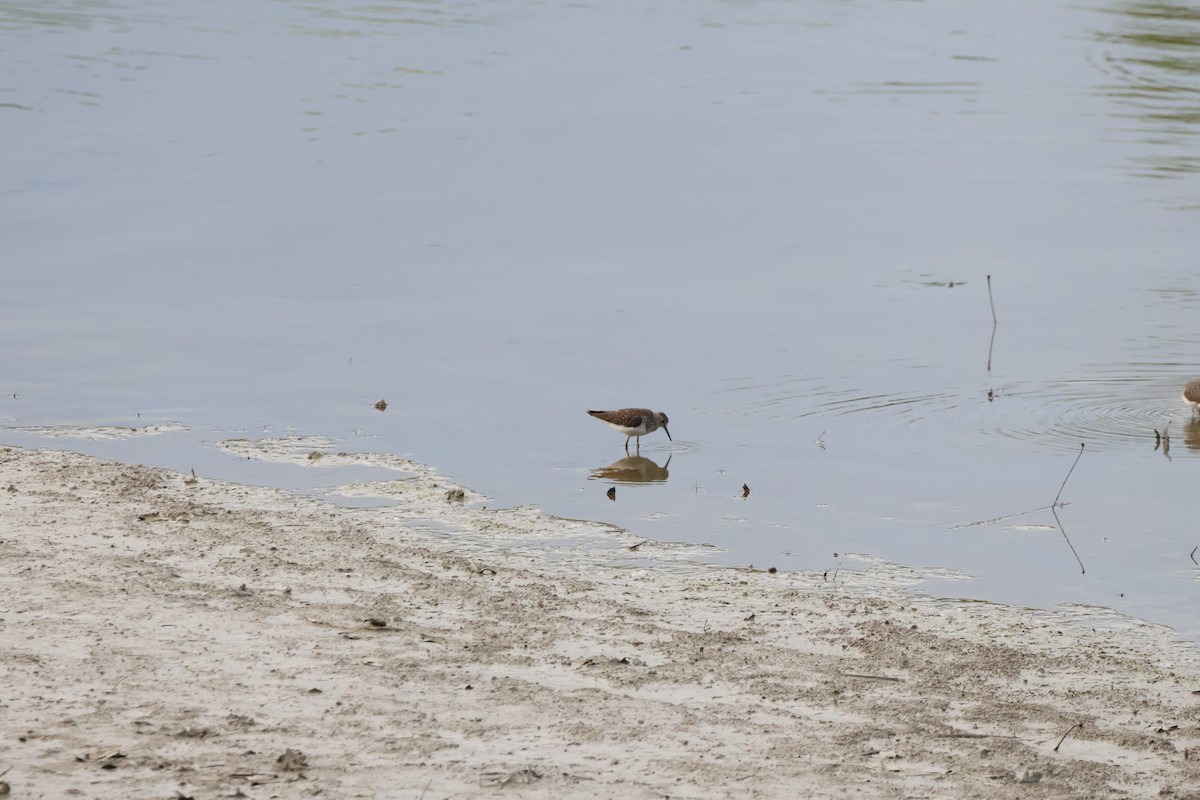 Solitary Sandpiper - Josiah Rajasingh