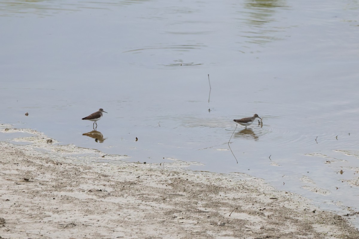 Solitary Sandpiper - ML620774786