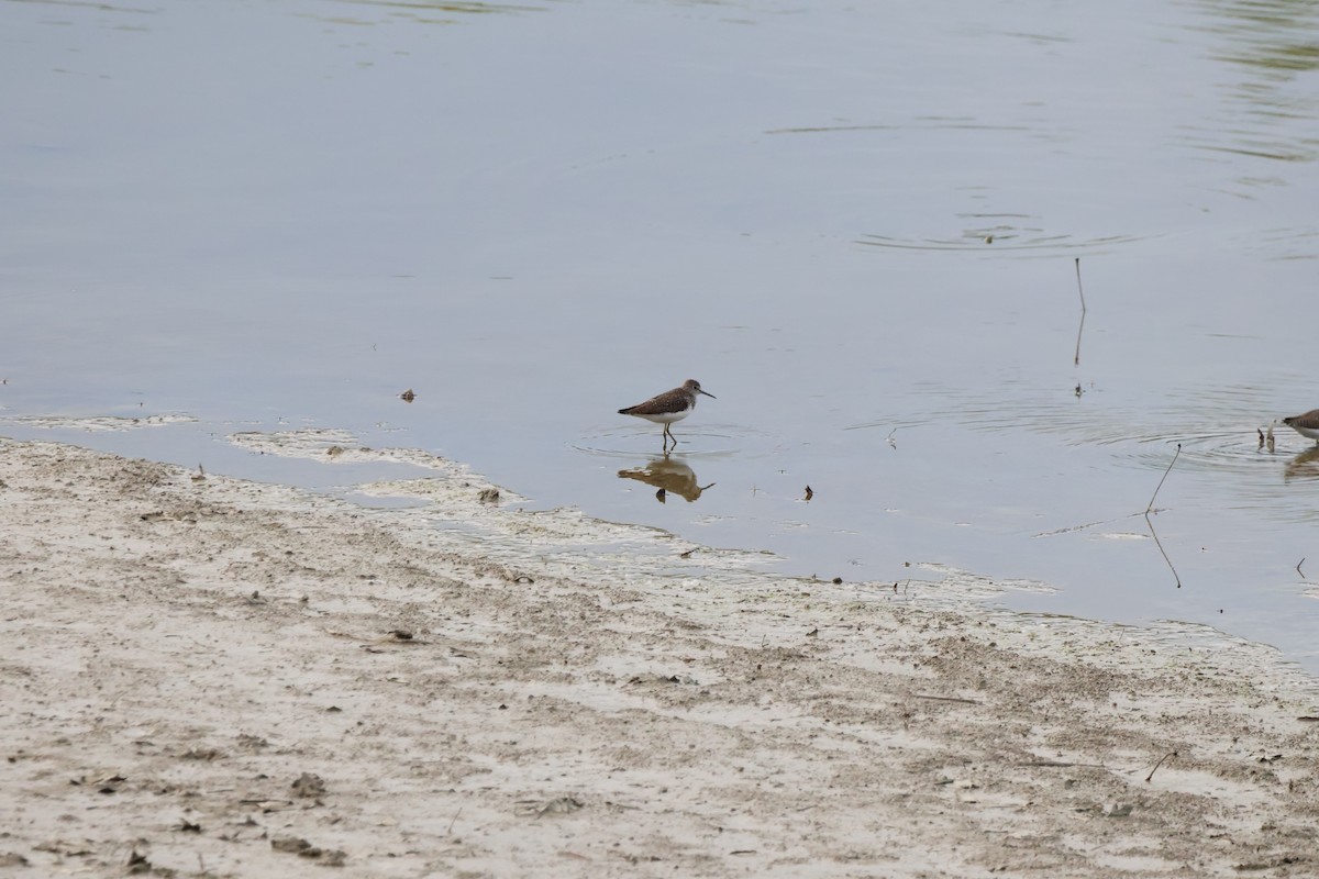 Solitary Sandpiper - Josiah Rajasingh