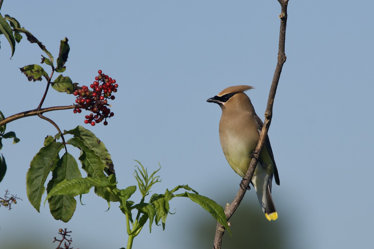 Cedar Waxwing - Mari Petznek