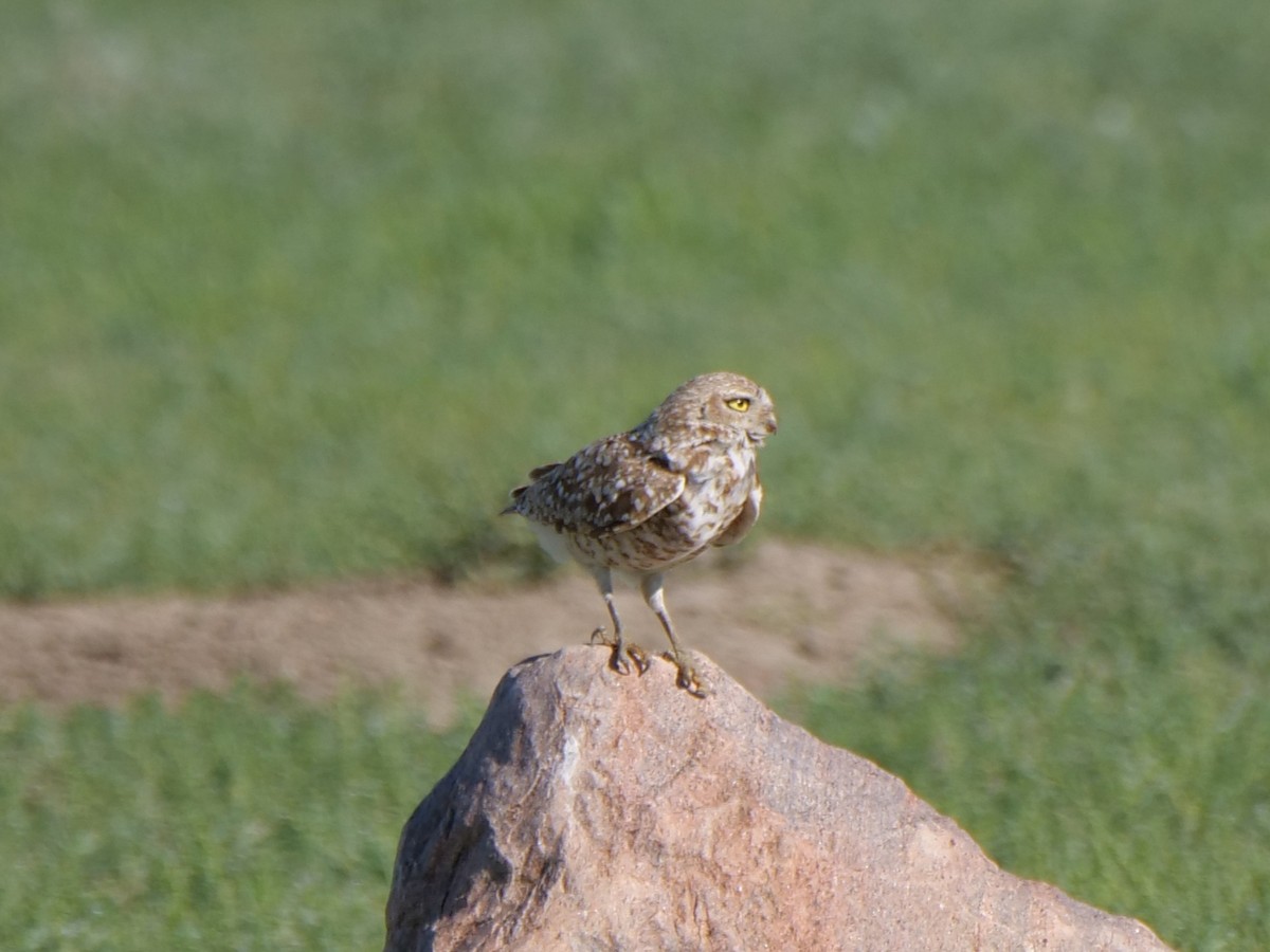 Burrowing Owl - ML620774792