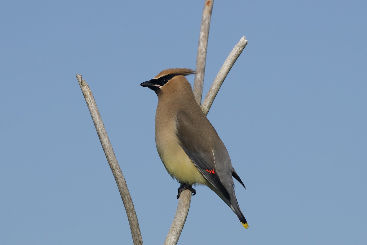 Cedar Waxwing - ML620774793