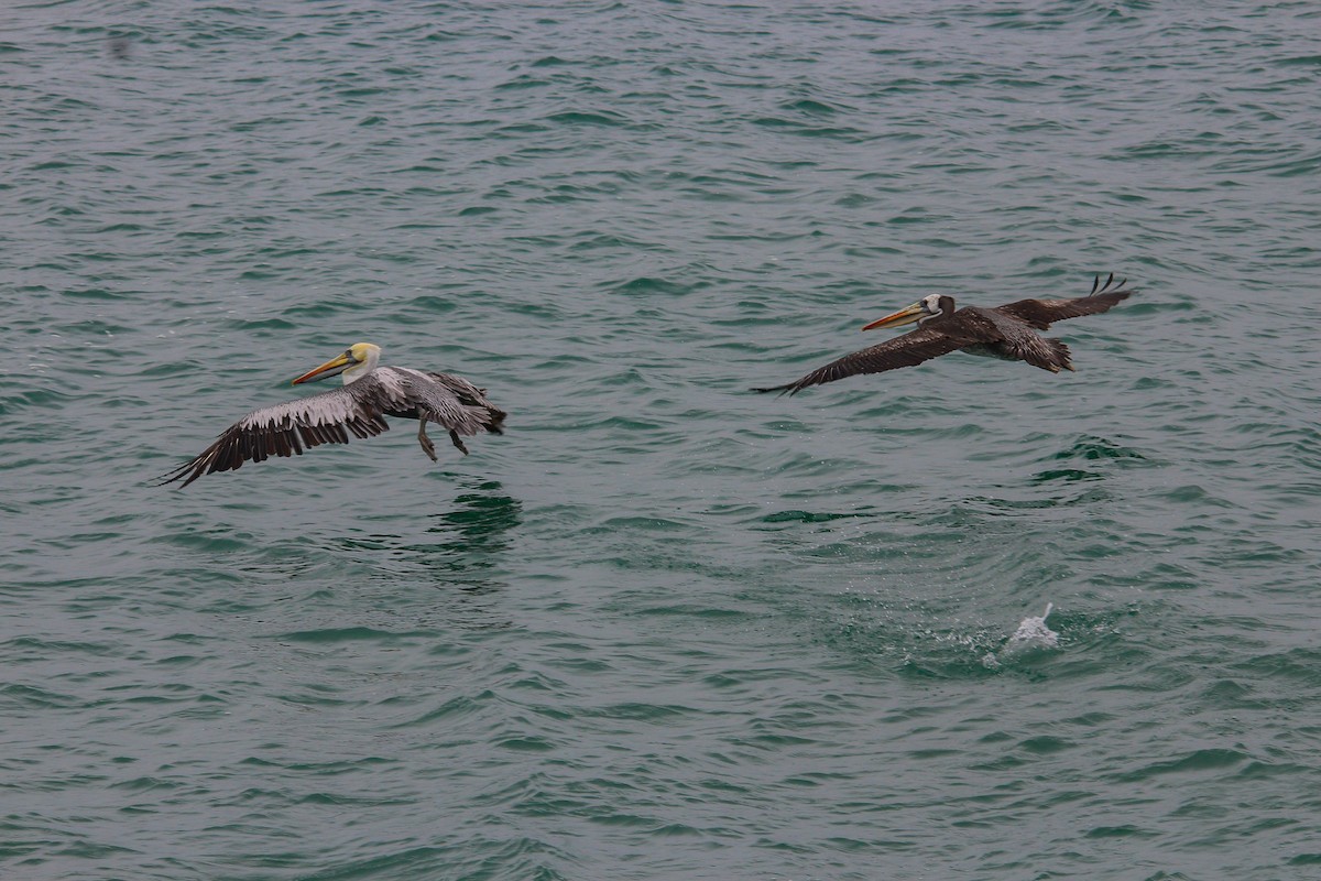 Peruvian Pelican - ML620774795