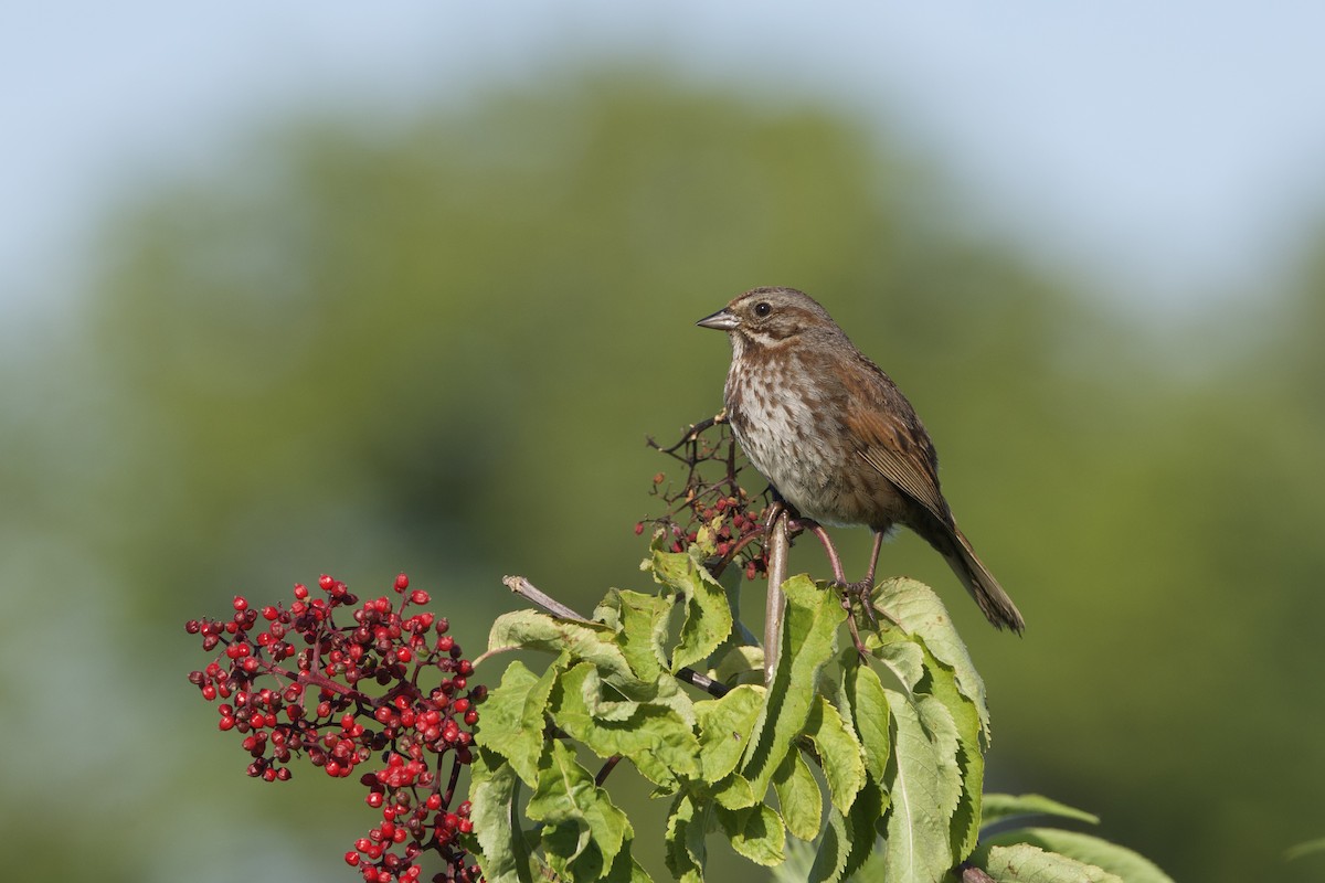 Song Sparrow - Mari Petznek