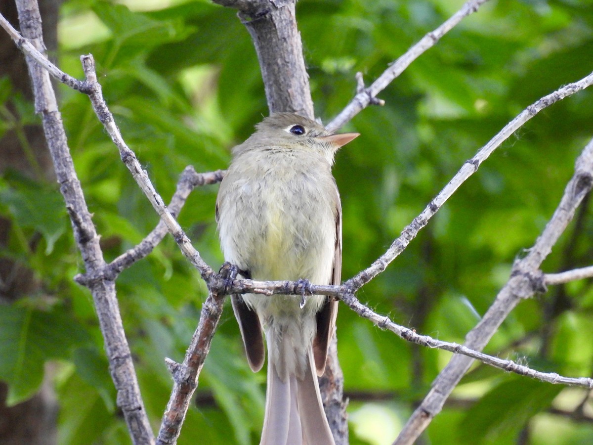 Western Flycatcher (Cordilleran) - ML620774797