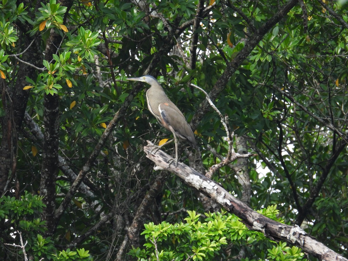 Bare-throated Tiger-Heron - ML620774798