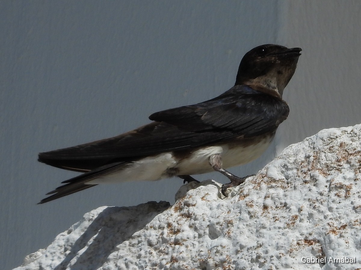 Golondrina Caribeña - ML620774801