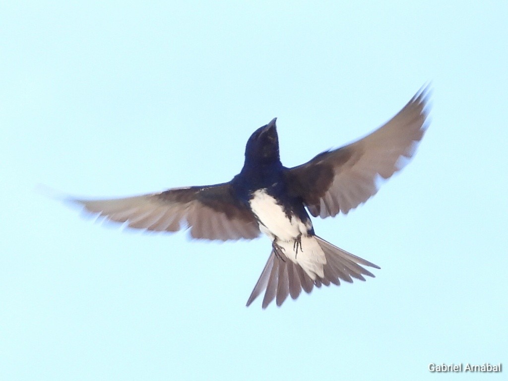 Golondrina Caribeña - ML620774802