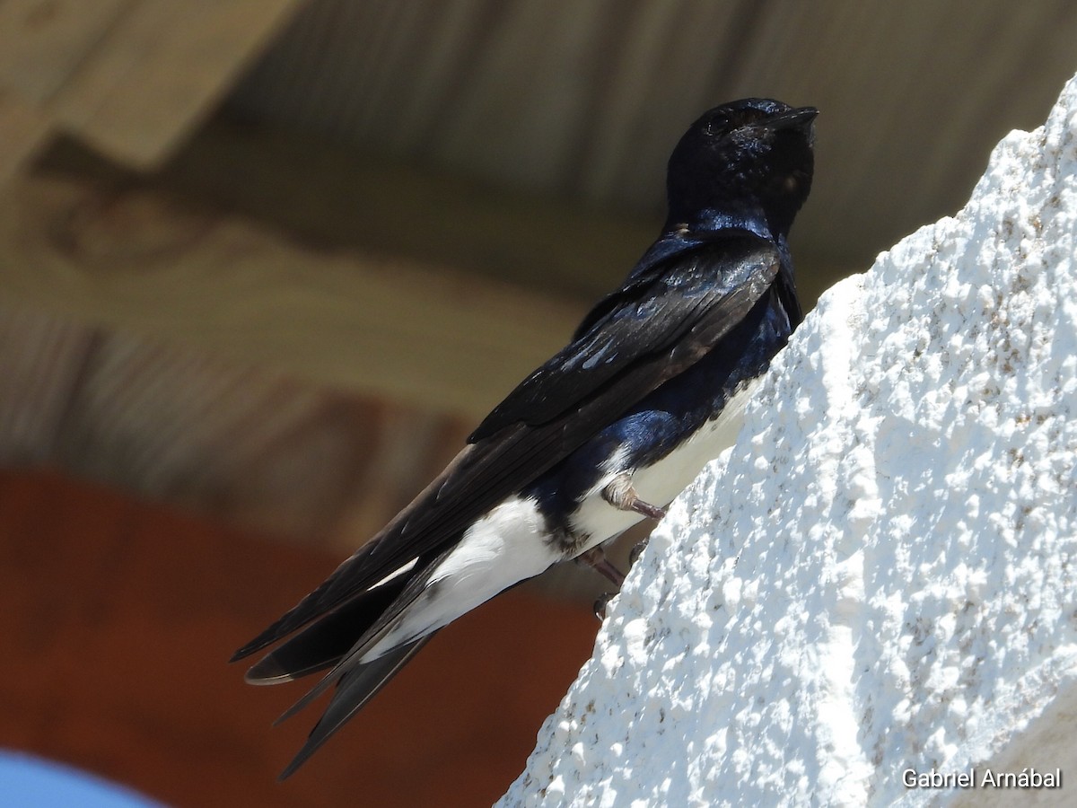 Golondrina Caribeña - ML620774803