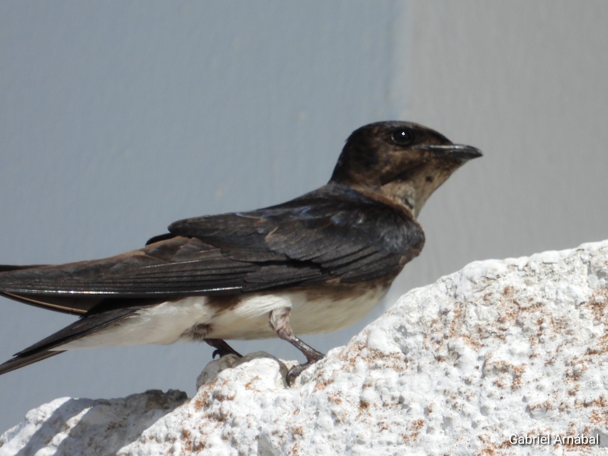 Golondrina Caribeña - ML620774806