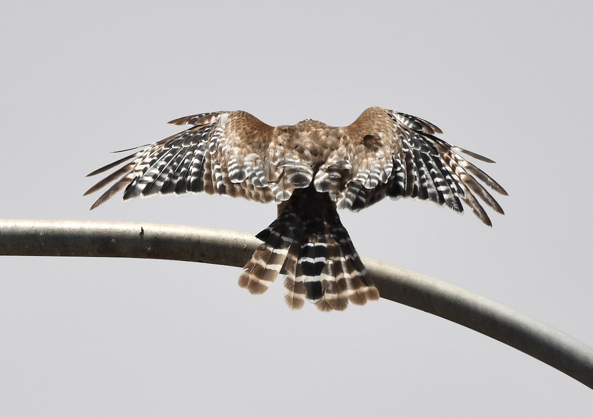 Red-shouldered Hawk - Caleb P.