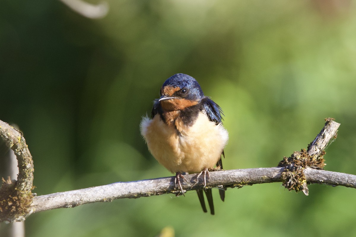 Barn Swallow - ML620774809