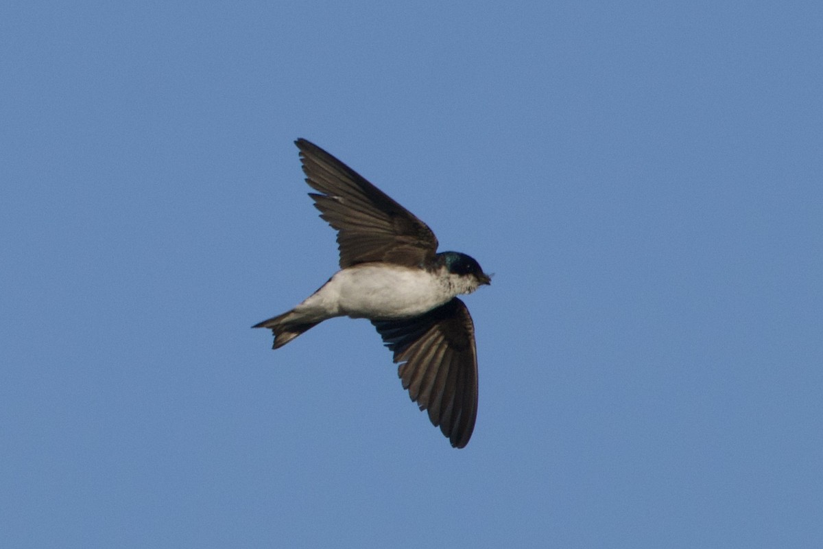 Golondrina Bicolor - ML620774810