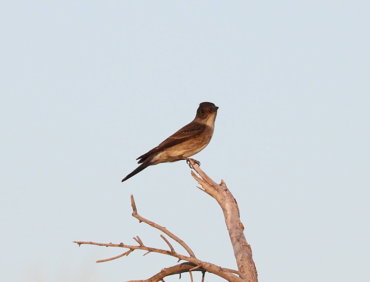 Olive-sided Flycatcher - ML620774814