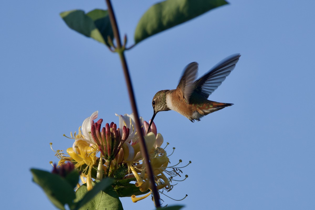 Rufous Hummingbird - ML620774815