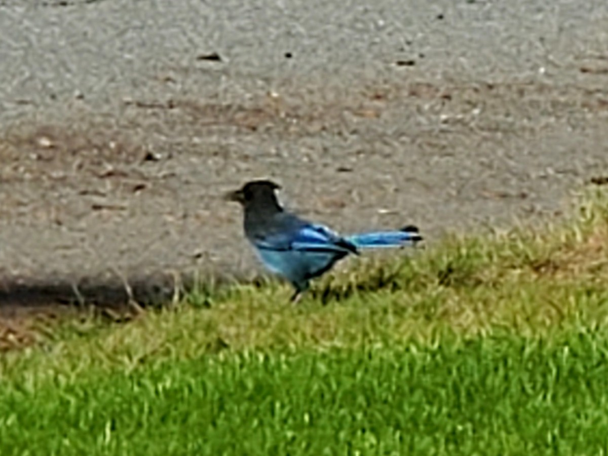 Steller's Jay - ML620774816