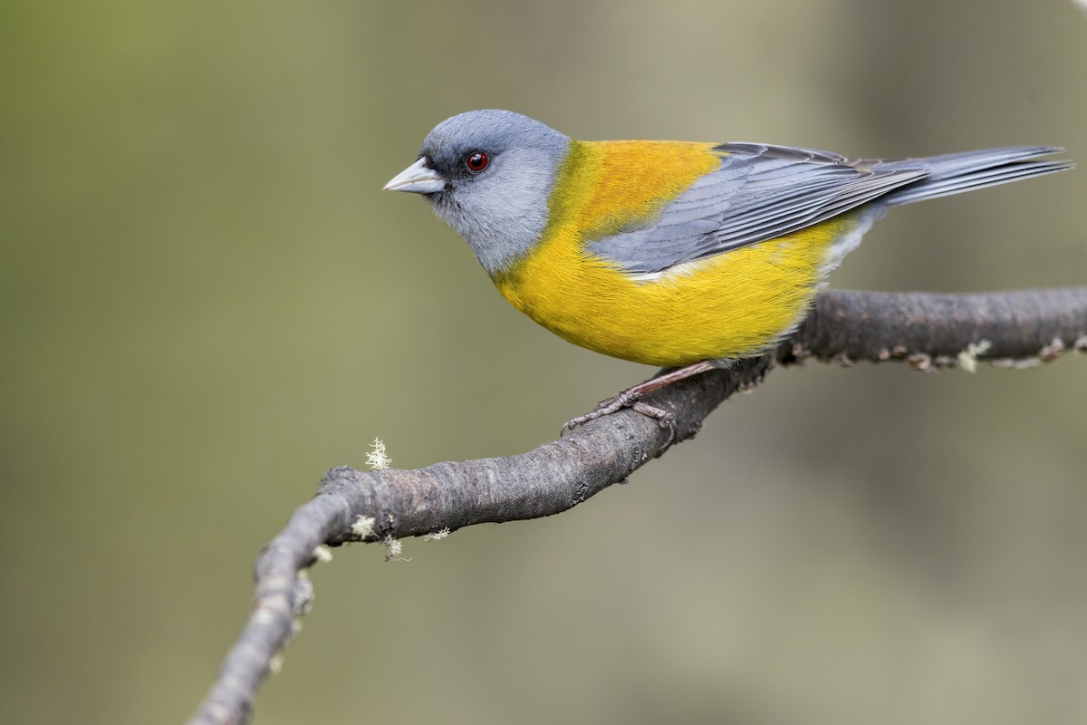 Patagonian Sierra Finch - ML620774817