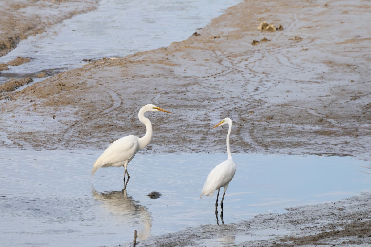 Great Egret - Josiah Rajasingh