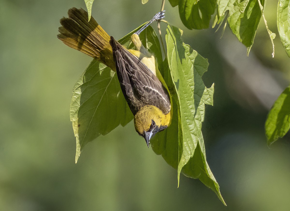 Orchard Oriole - ML620774826