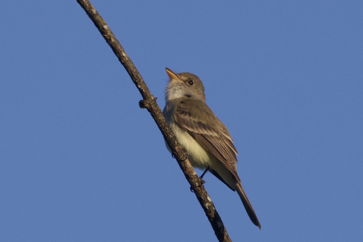 Willow Flycatcher - ML620774831