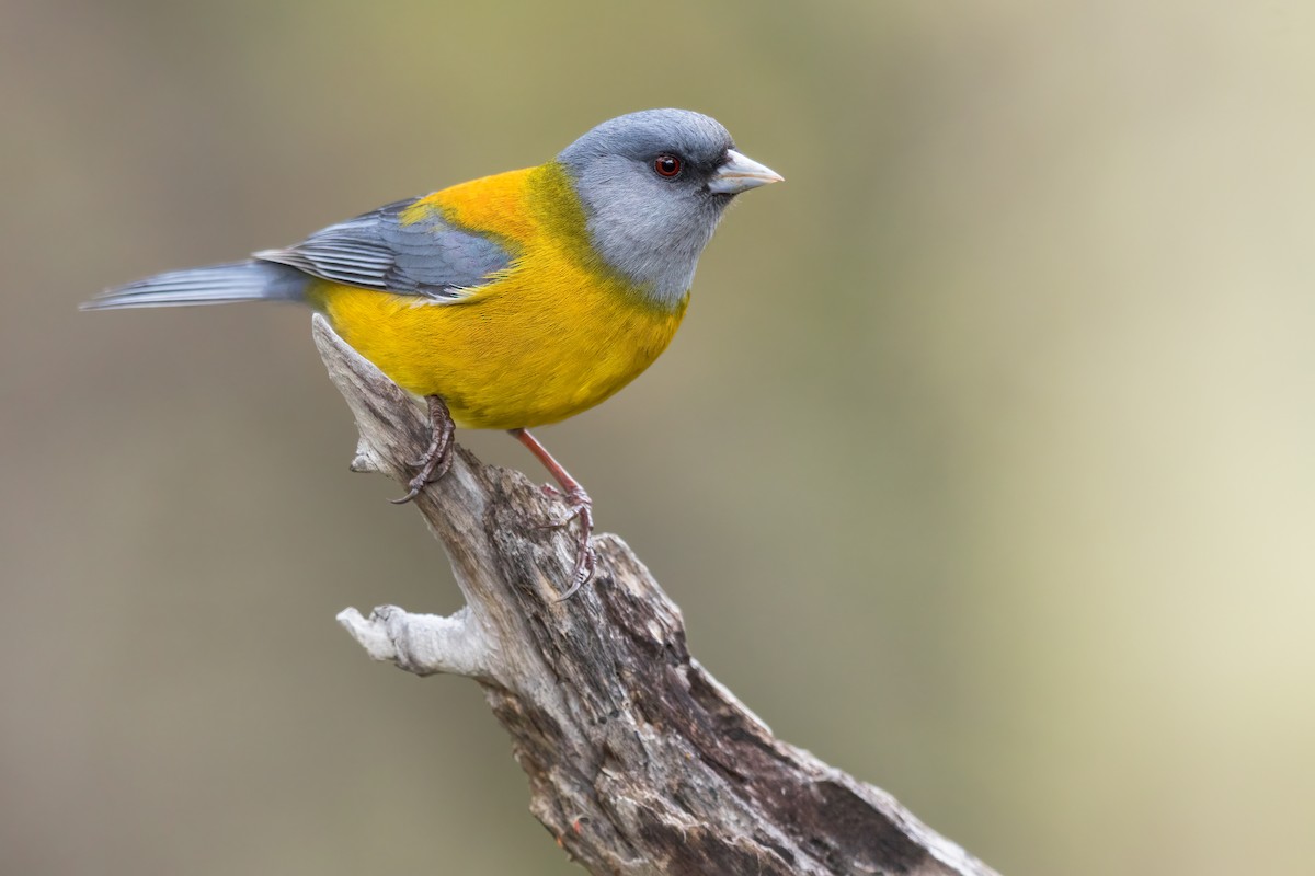 Patagonian Sierra Finch - ML620774832