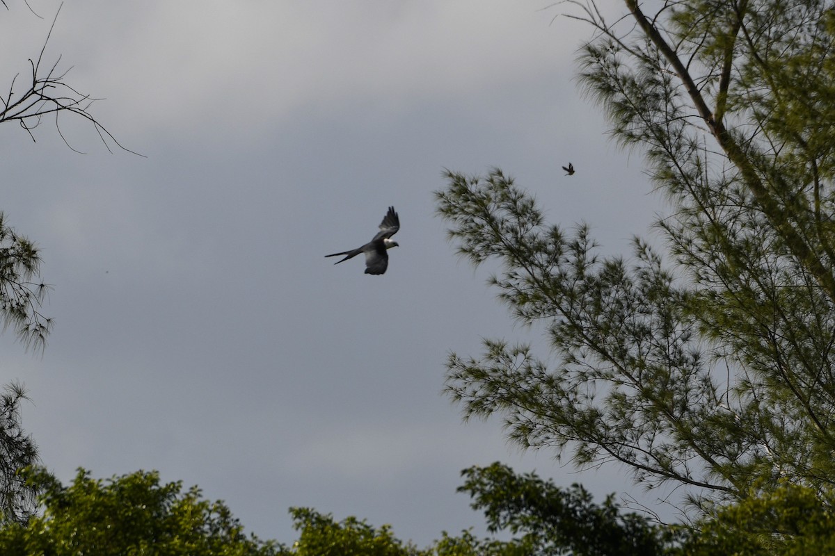 Swallow-tailed Kite - ML620774833