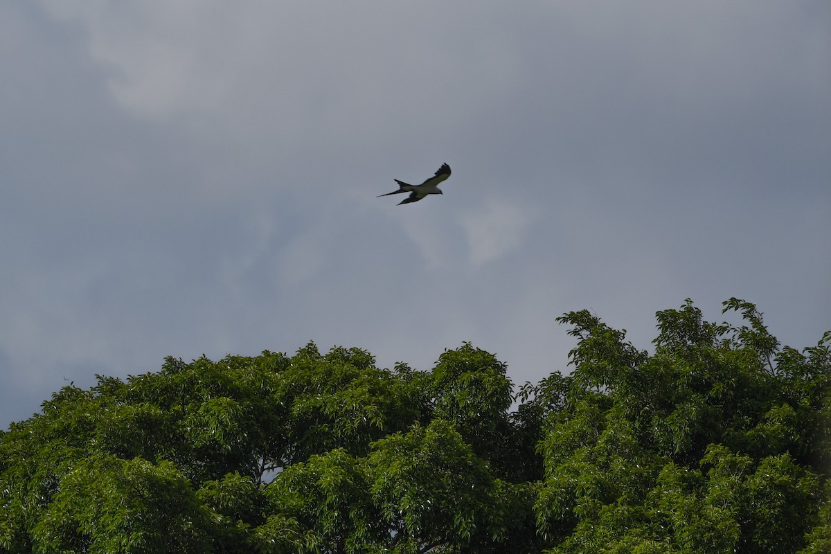 Swallow-tailed Kite - ML620774834