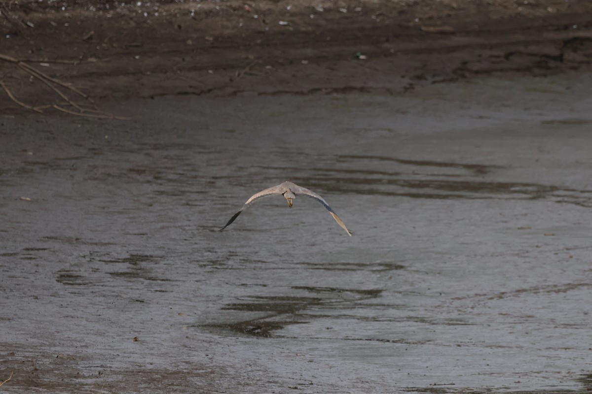 Great Blue Heron - Josiah Rajasingh