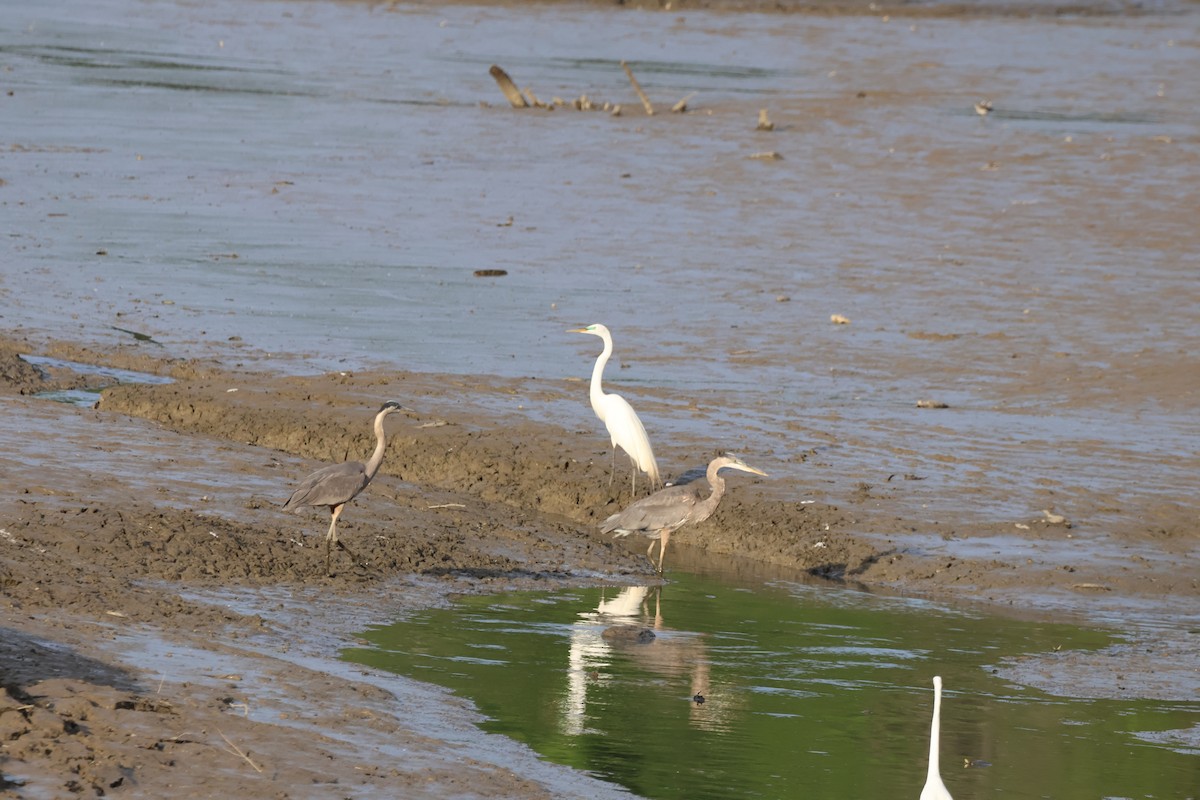 Great Blue Heron - ML620774838