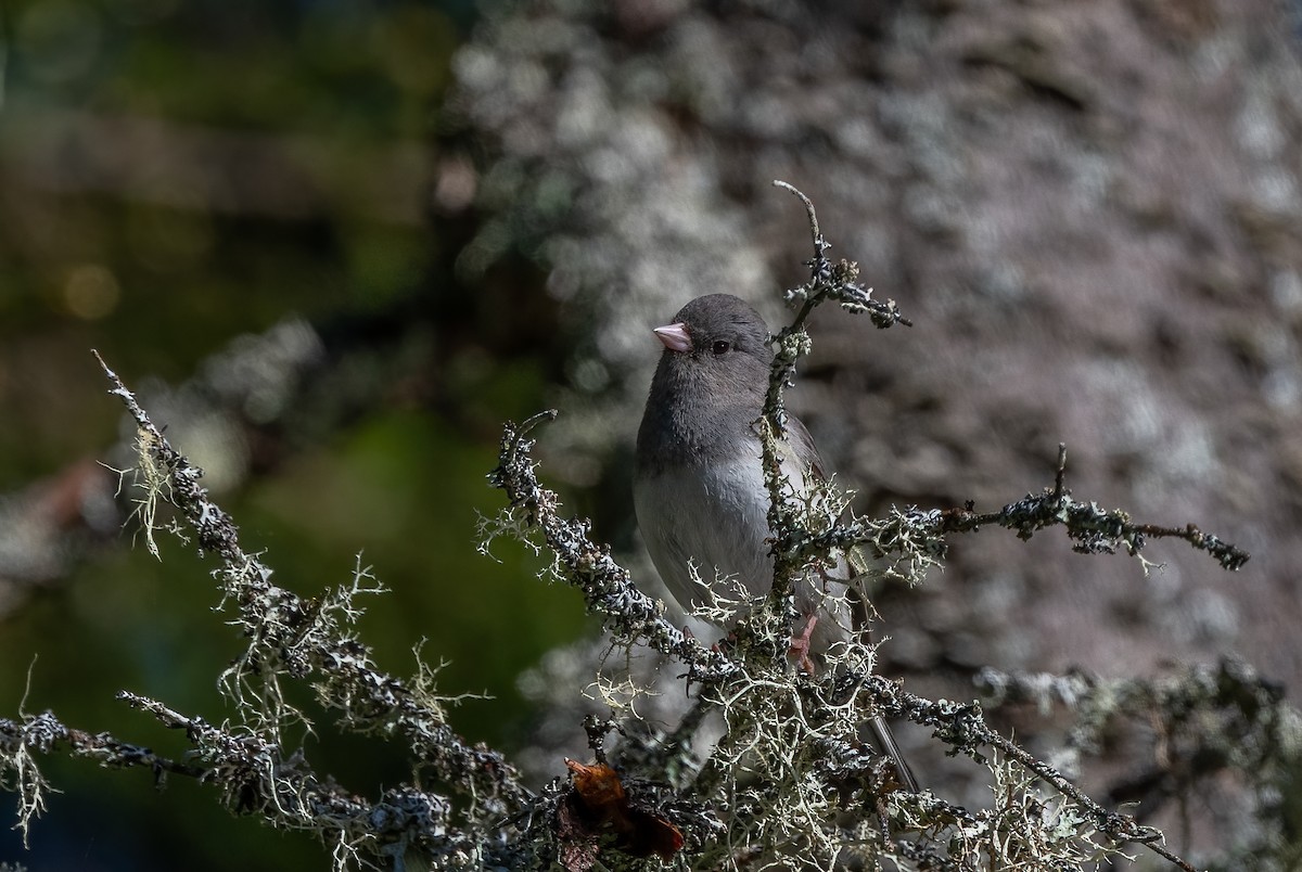 Dark-eyed Junco - Sandy Podulka