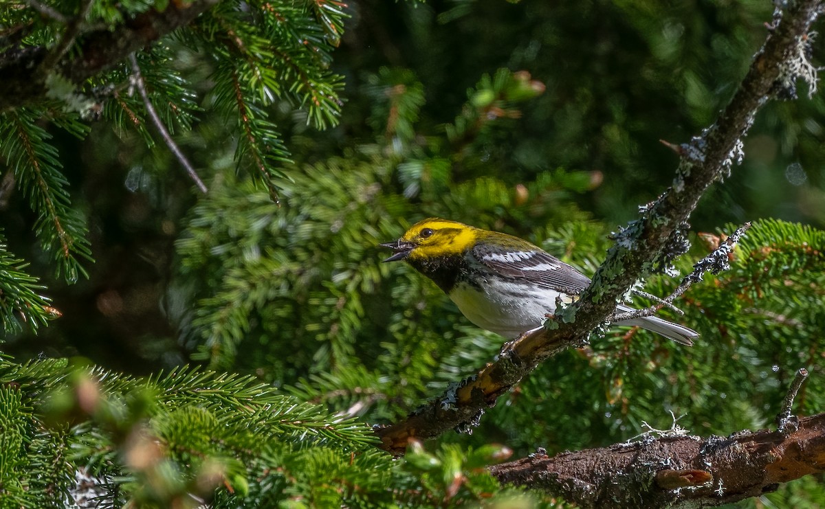 Black-throated Green Warbler - ML620774843