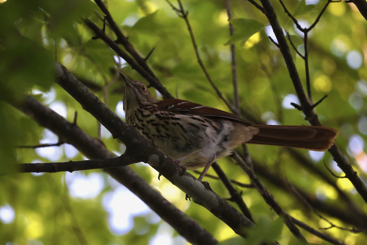 Brown Thrasher - ML620774845